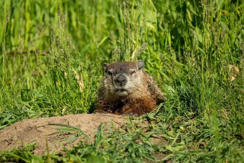 When Ohio Put a Groundhog on Trial for Weather Fraud