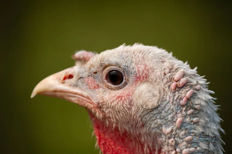 The Government Typo That Taught America Turkeys Want to Die